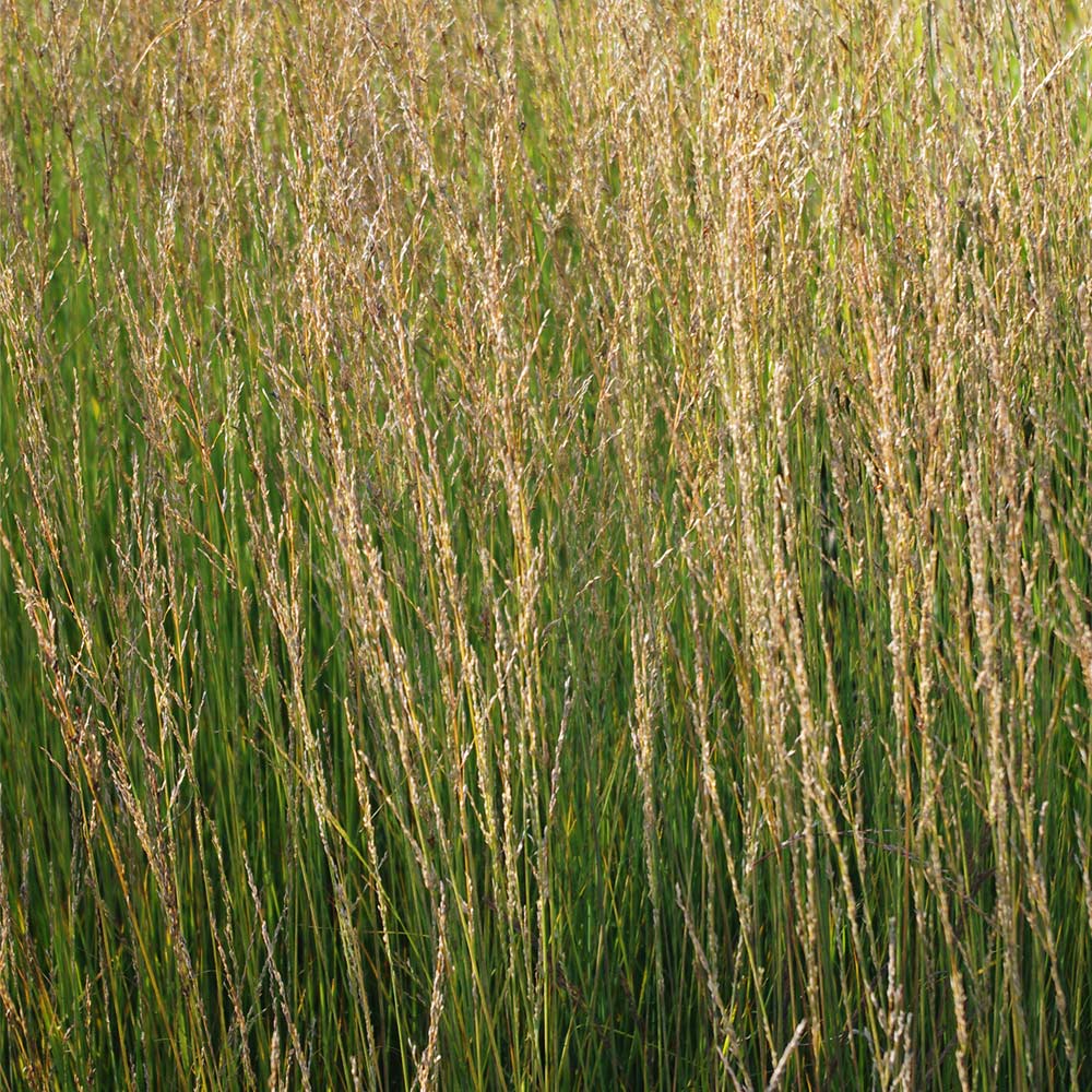 Pfeifengras 'Heidebraut'