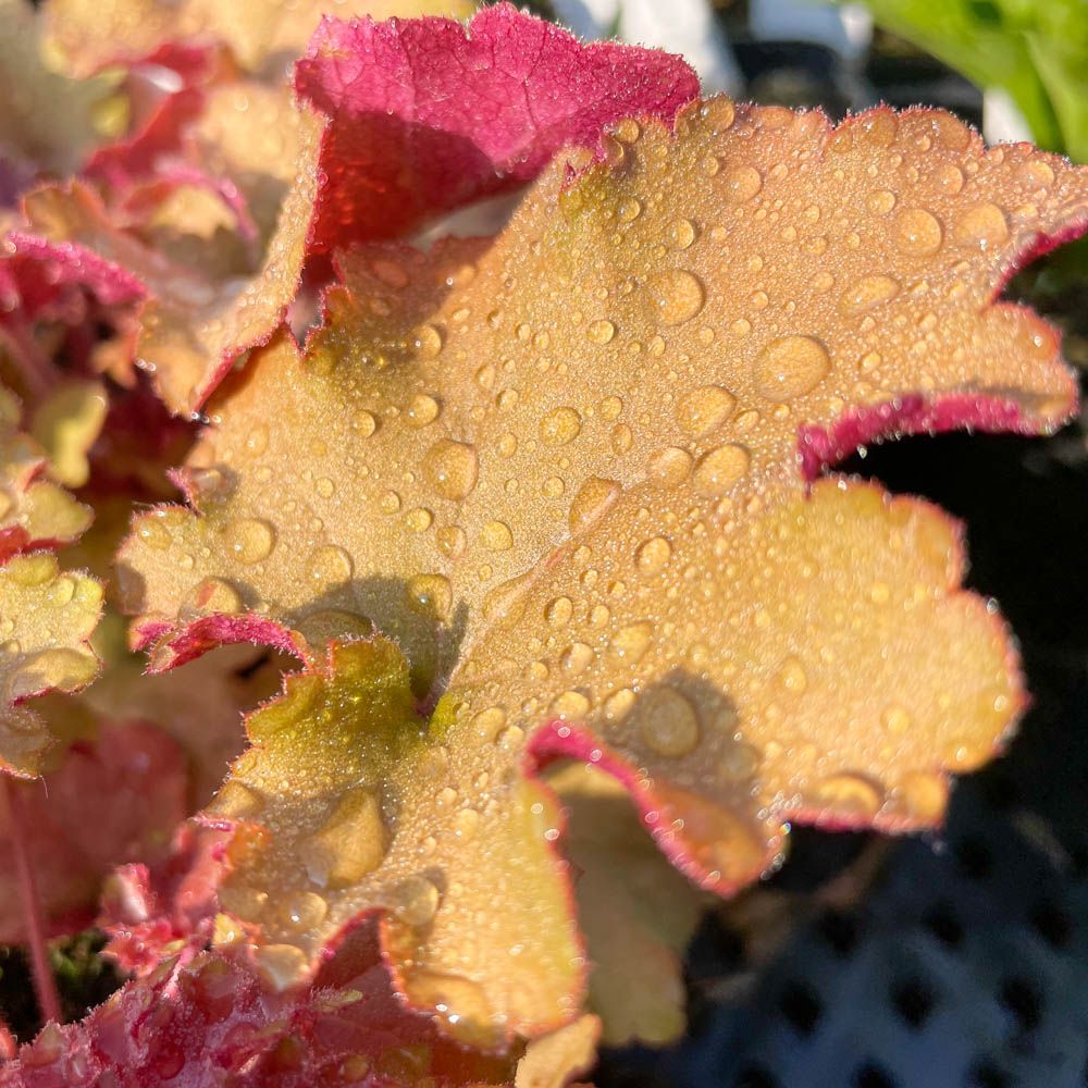 Purpurglöckchen Caramel, Heuchera, Blattschmuck