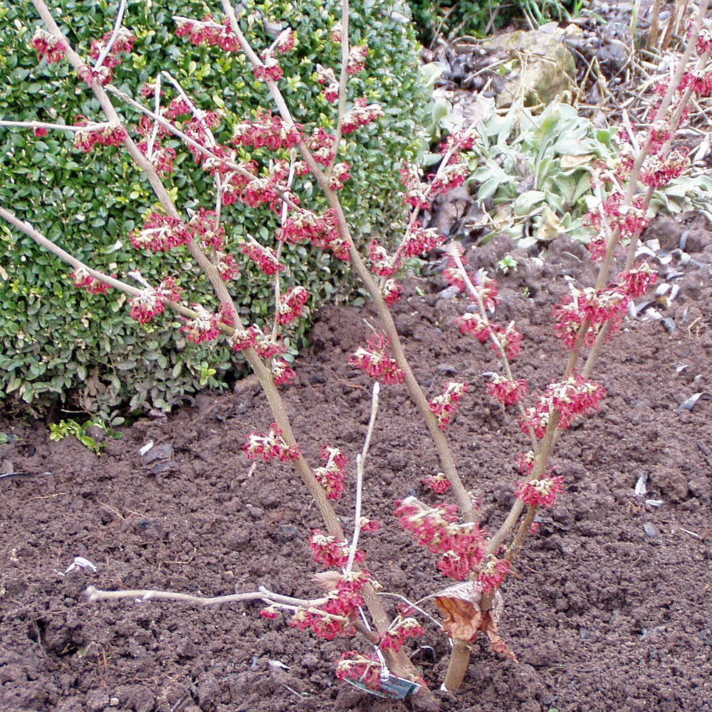 Zaubernuss Feuerzauber, Hamamelis, Frühling, Winterblüte