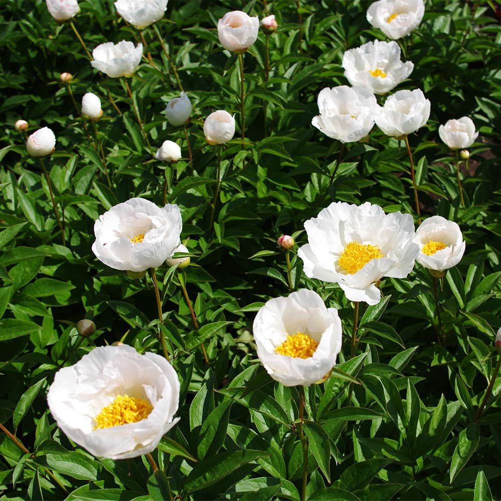 Pfingstrose 'Jan van Leeuwen'