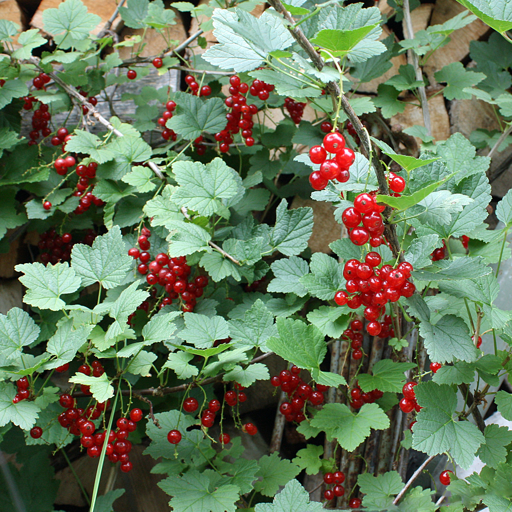Rote Johannisbeere 'Rovada'
