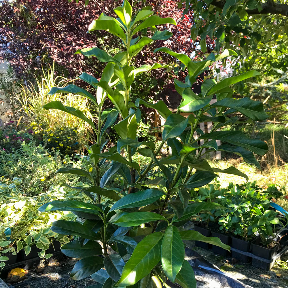 Kirschlorbeer 'Genolia' ®
