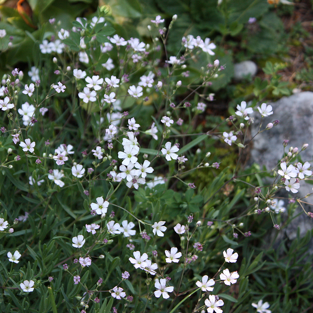 Zwerg Schleierkraut 'Alba'