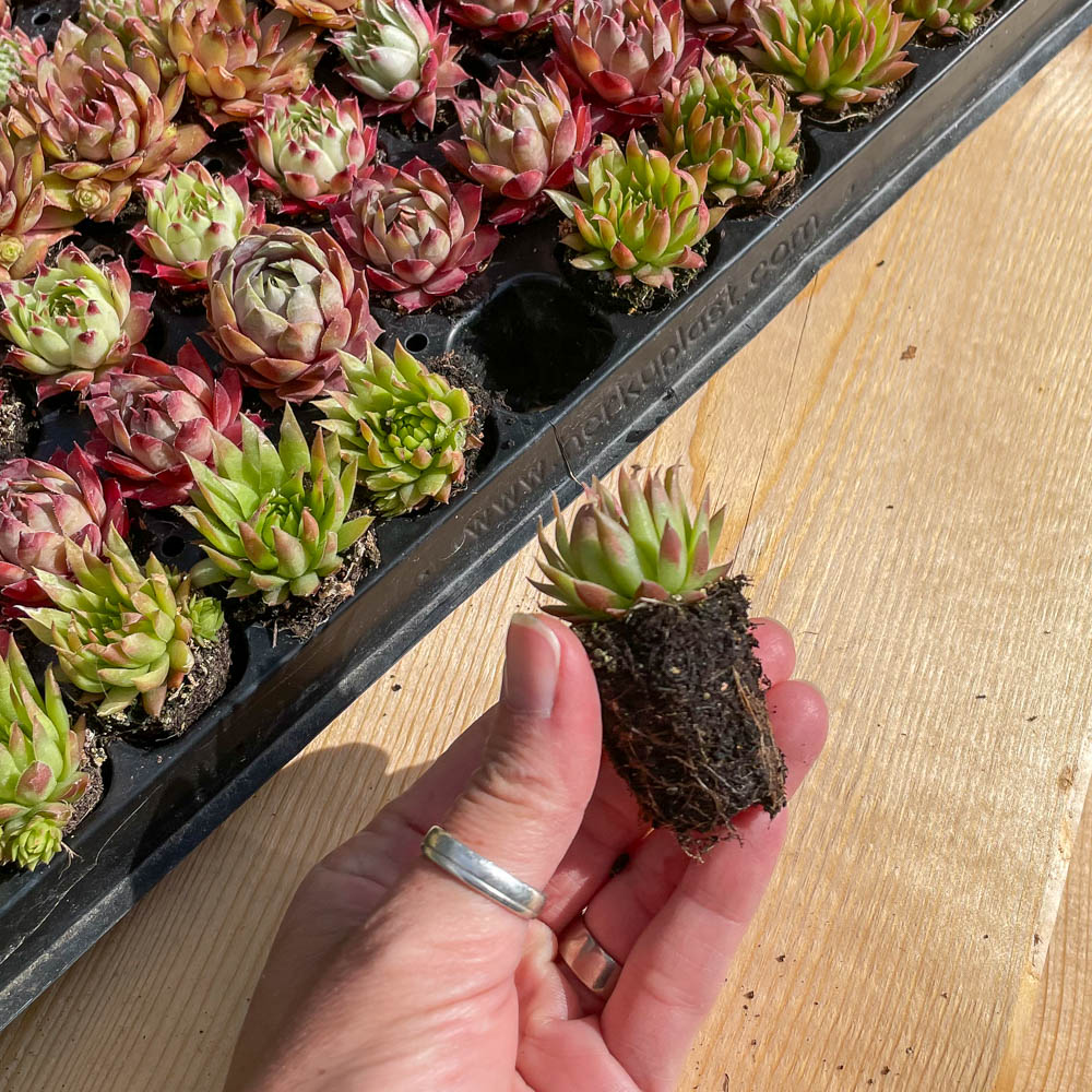 Sempervivum Mix-Platte
