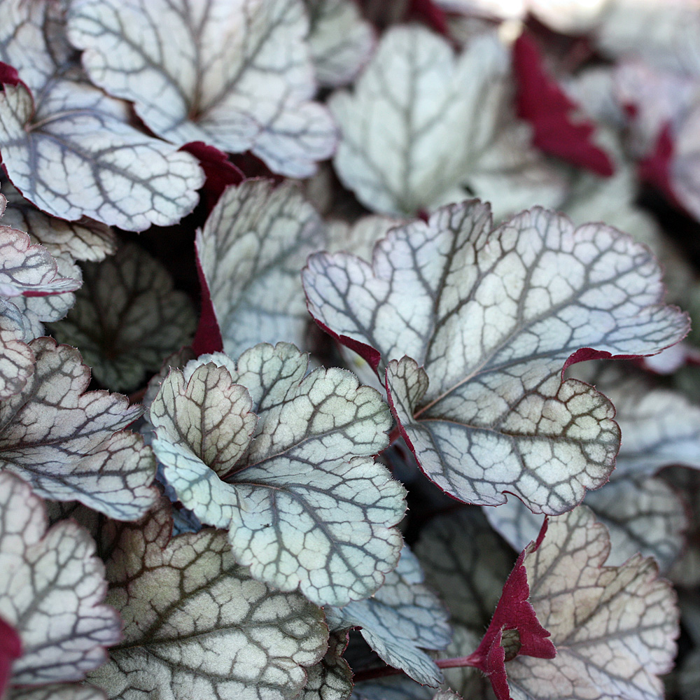 Purpurglöckchen Silver Scroll, Heuchera, Blattschmuck