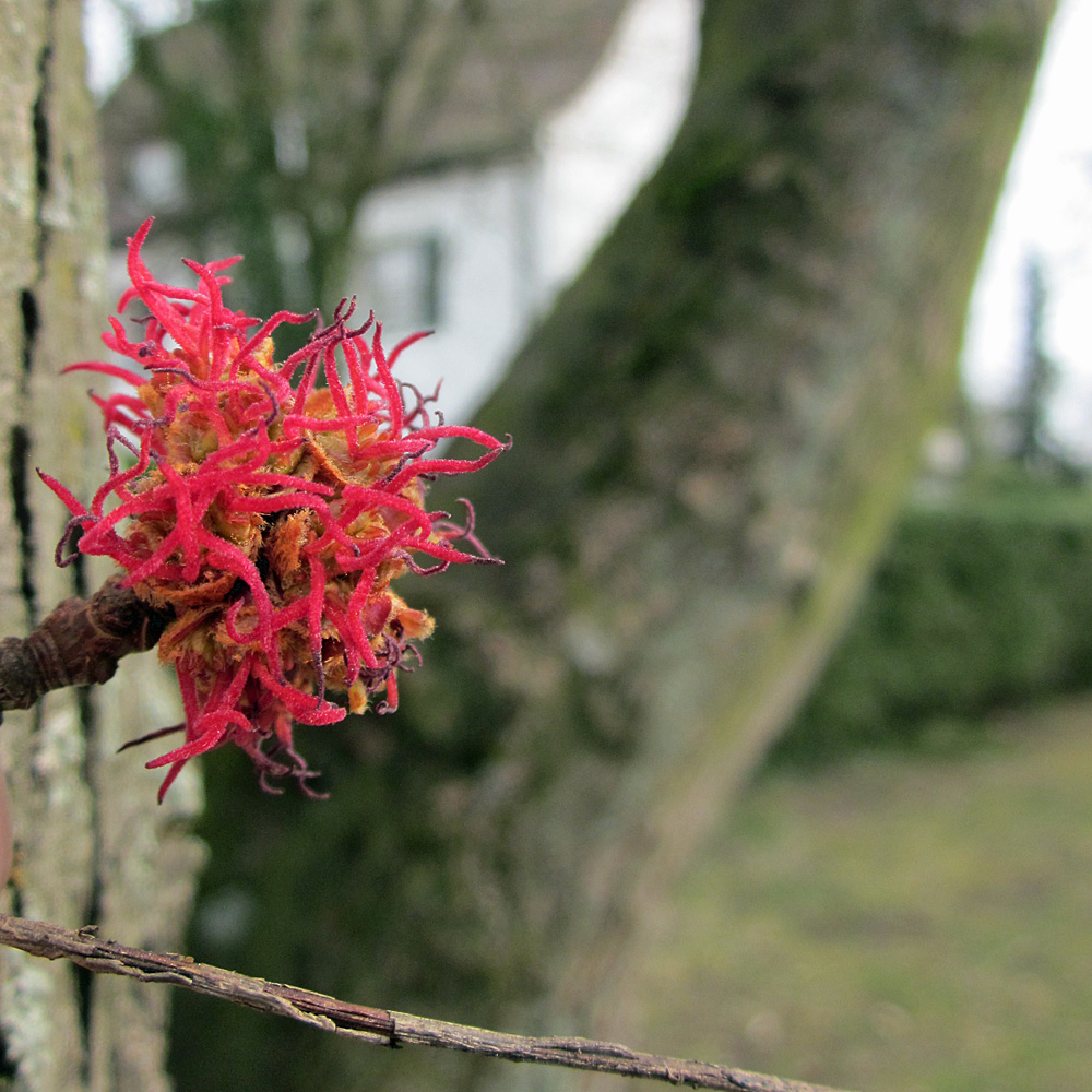 Eisenbaum, Parrotia, Winterblüher