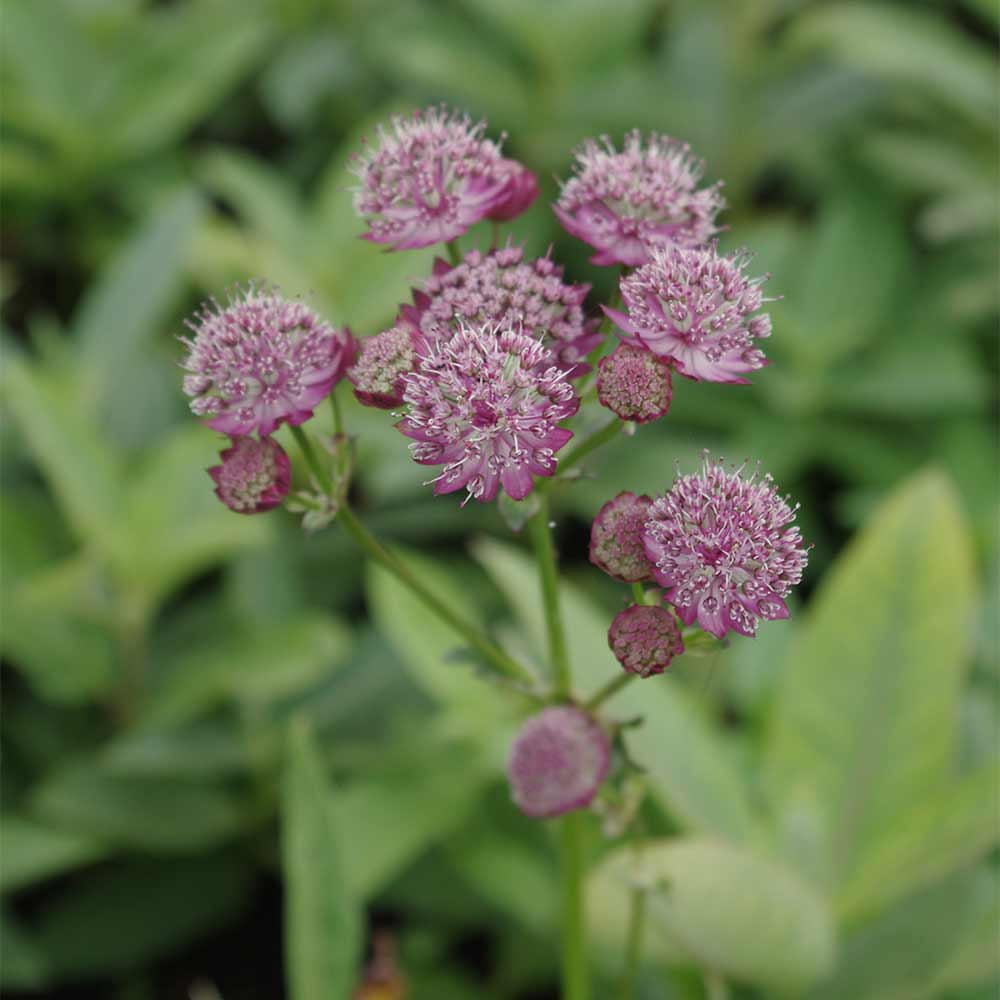 Sterndolde 'Primadonna'