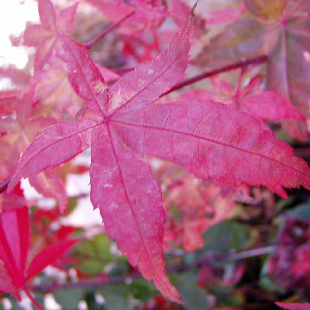 Fächerahorn, Ahorn, Acer, Blattschmuck,