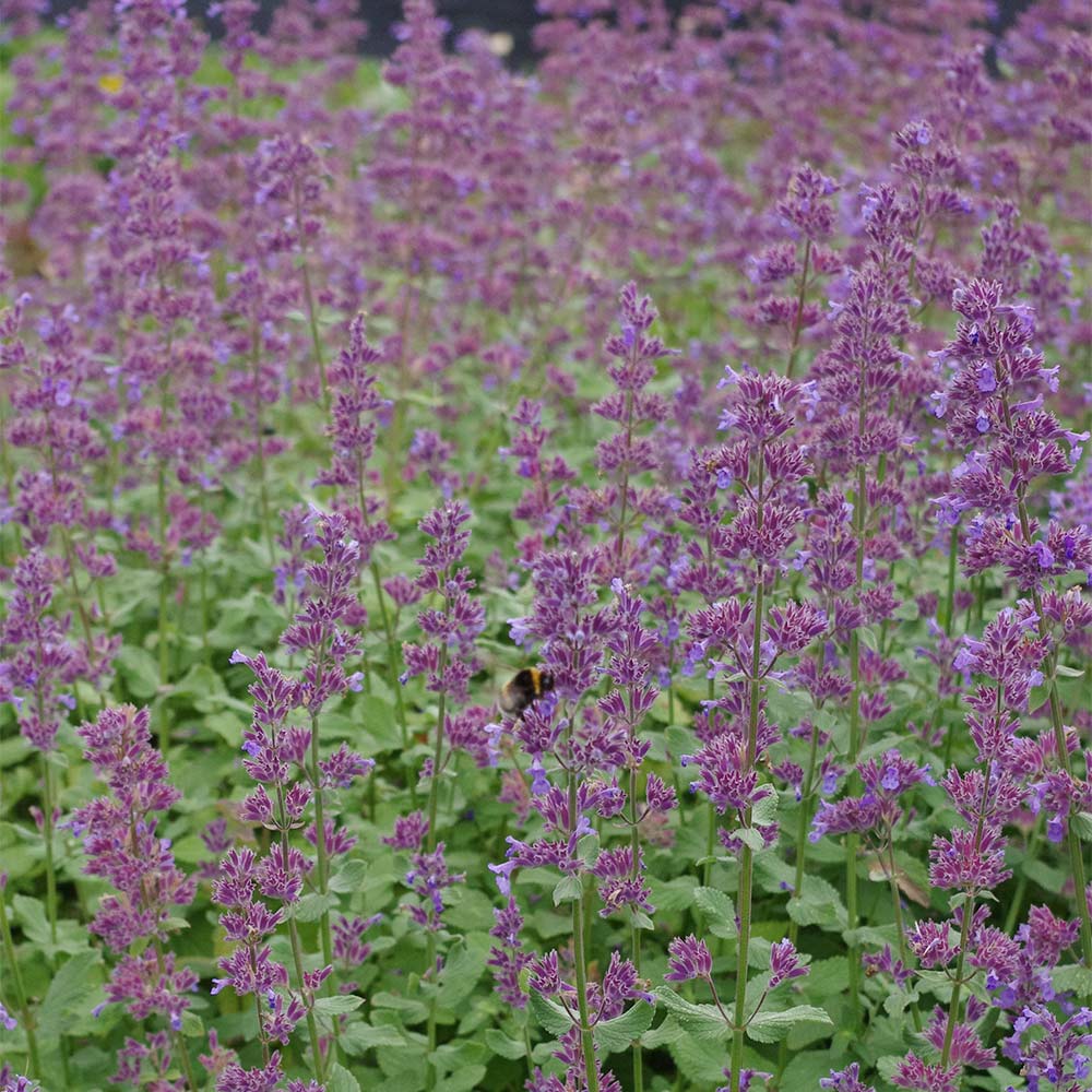 Katzenminze 'Summer Magic'