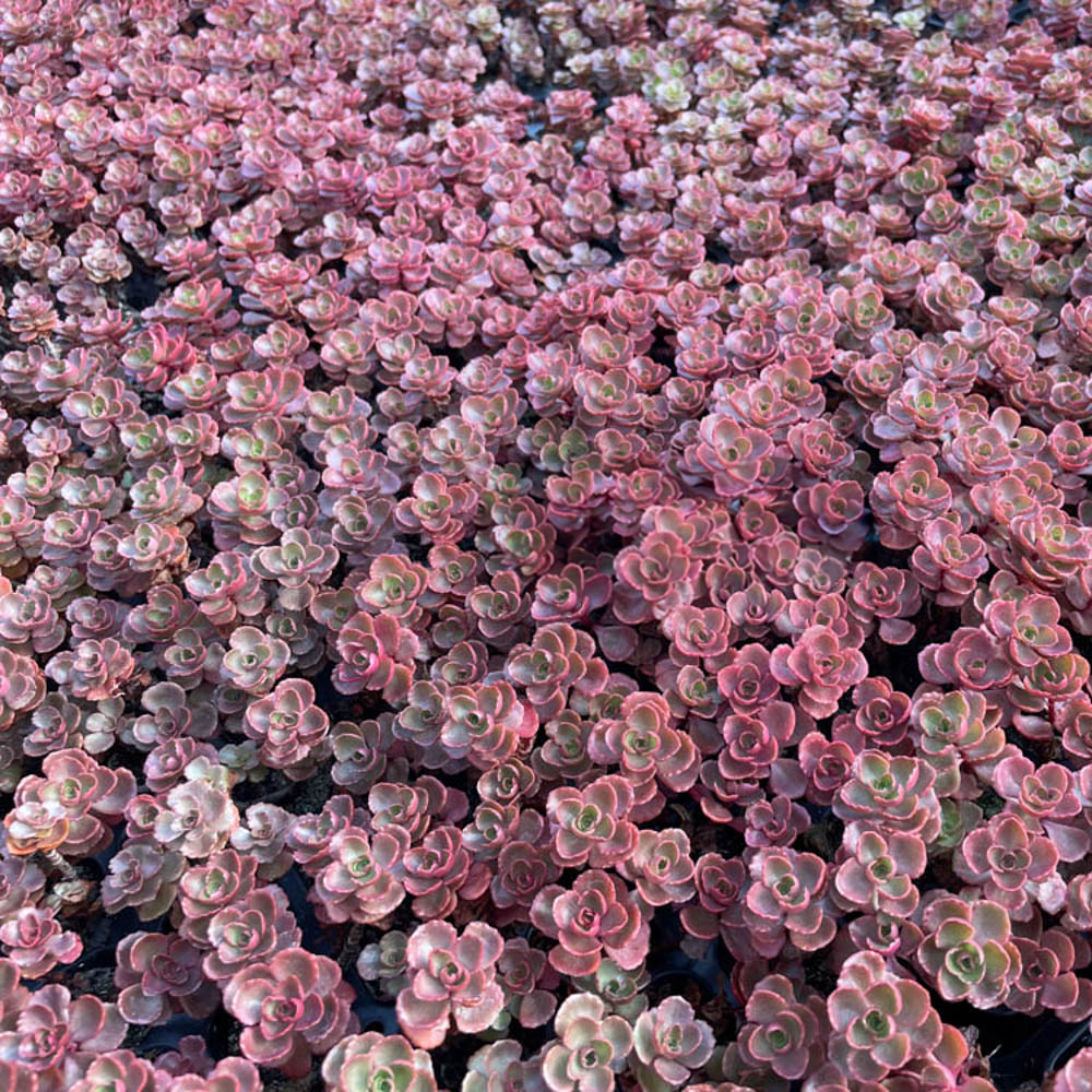 Teppichsedum 'Fuldaglut'
