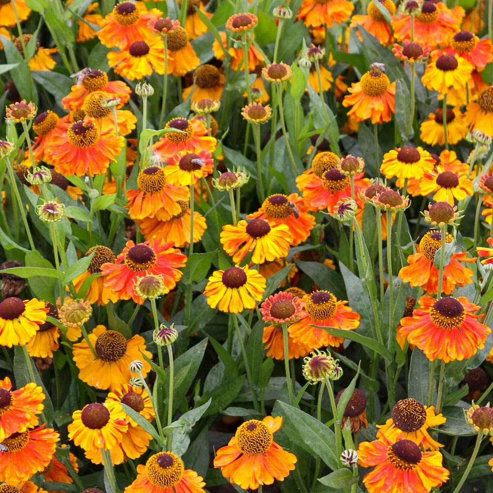 Sonnenbraut 'Sahins Early Flowerer' ®