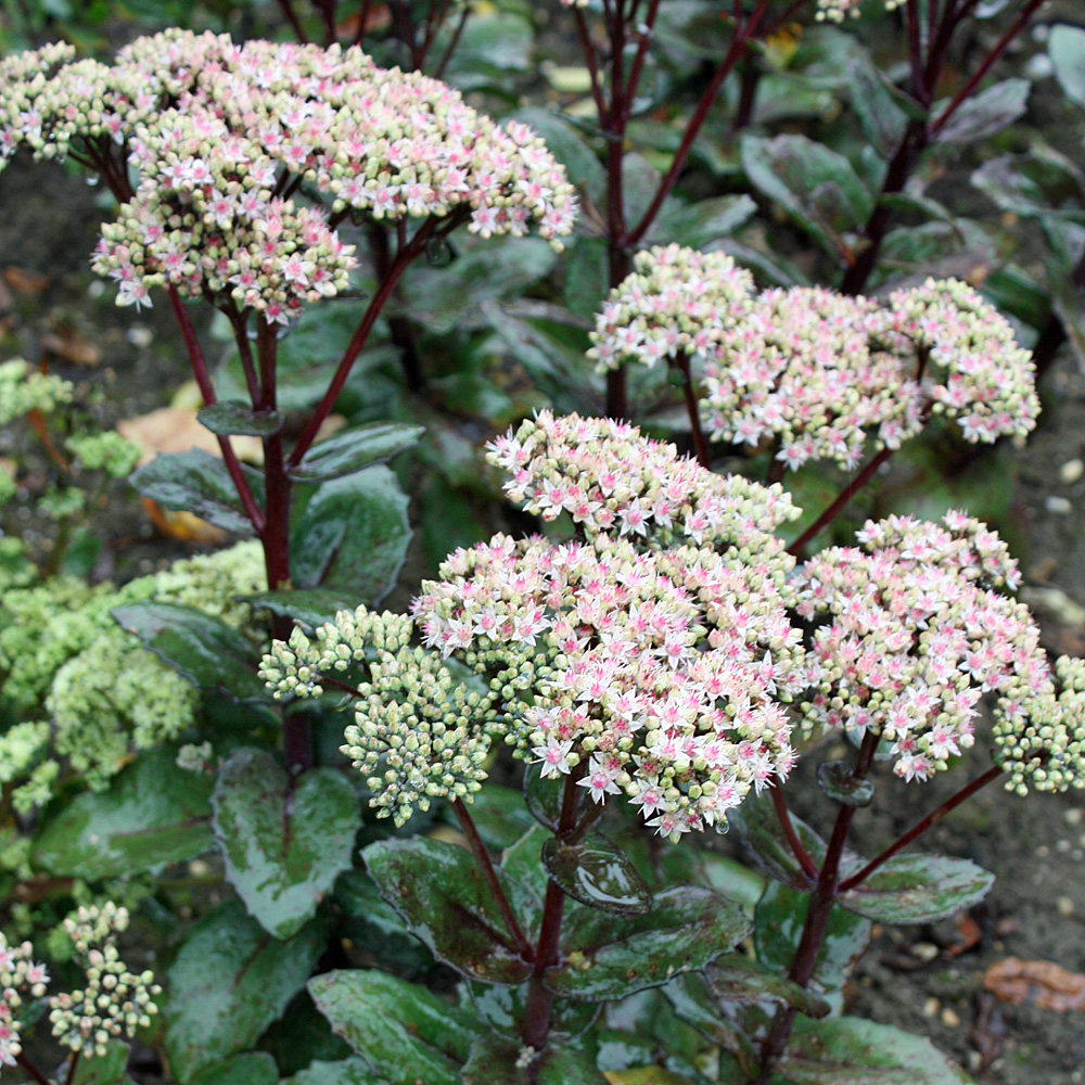 Fetthenne Matrona, Sedum, Steingarten