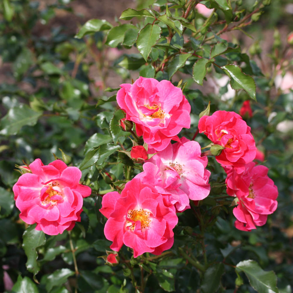 Bodendeckerrose 'Blühwunder' ®