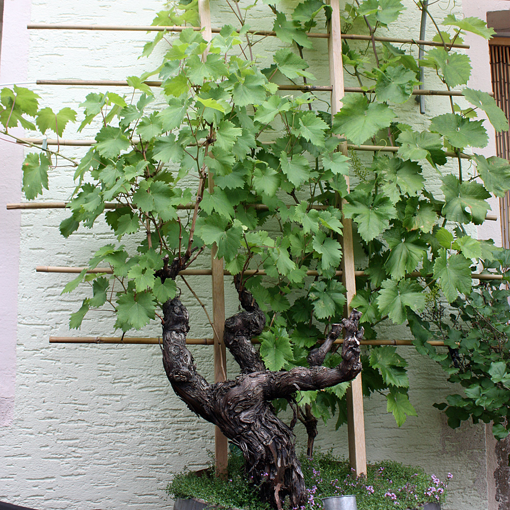 Bambusstäbe 152 cm/10-12 mm