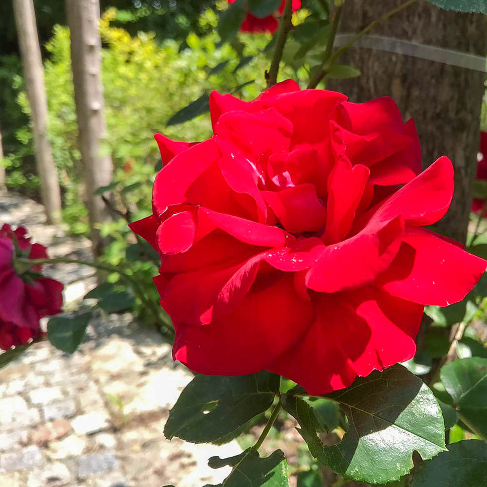 Kletterrose 'Santana' ®