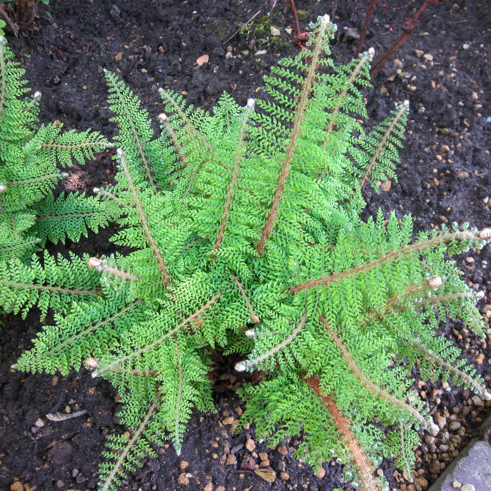 Flaumfeder Filigranfarn