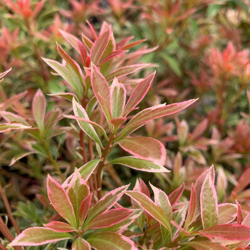 Schattenglöckchen, Pieris, Little Heath, Blattschmuck