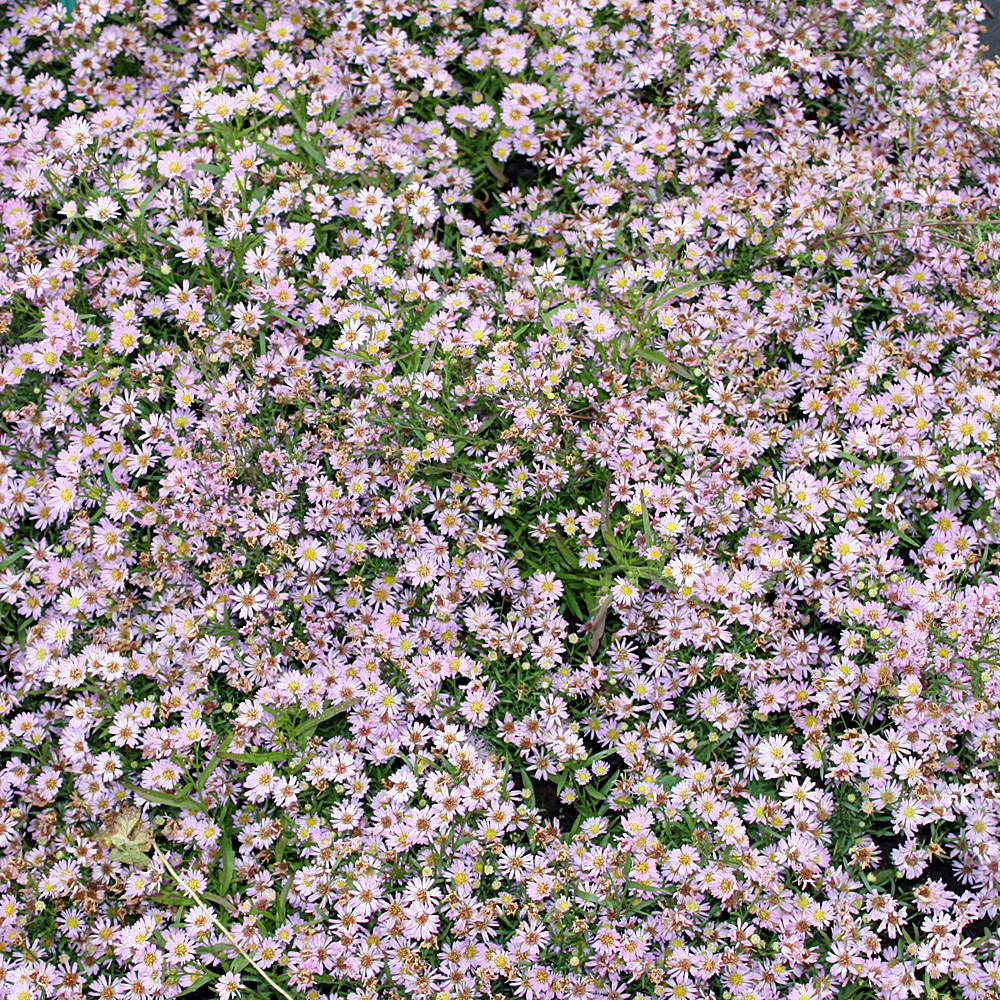 Myrtenaster Erkkönig, Herbstaster, Aster