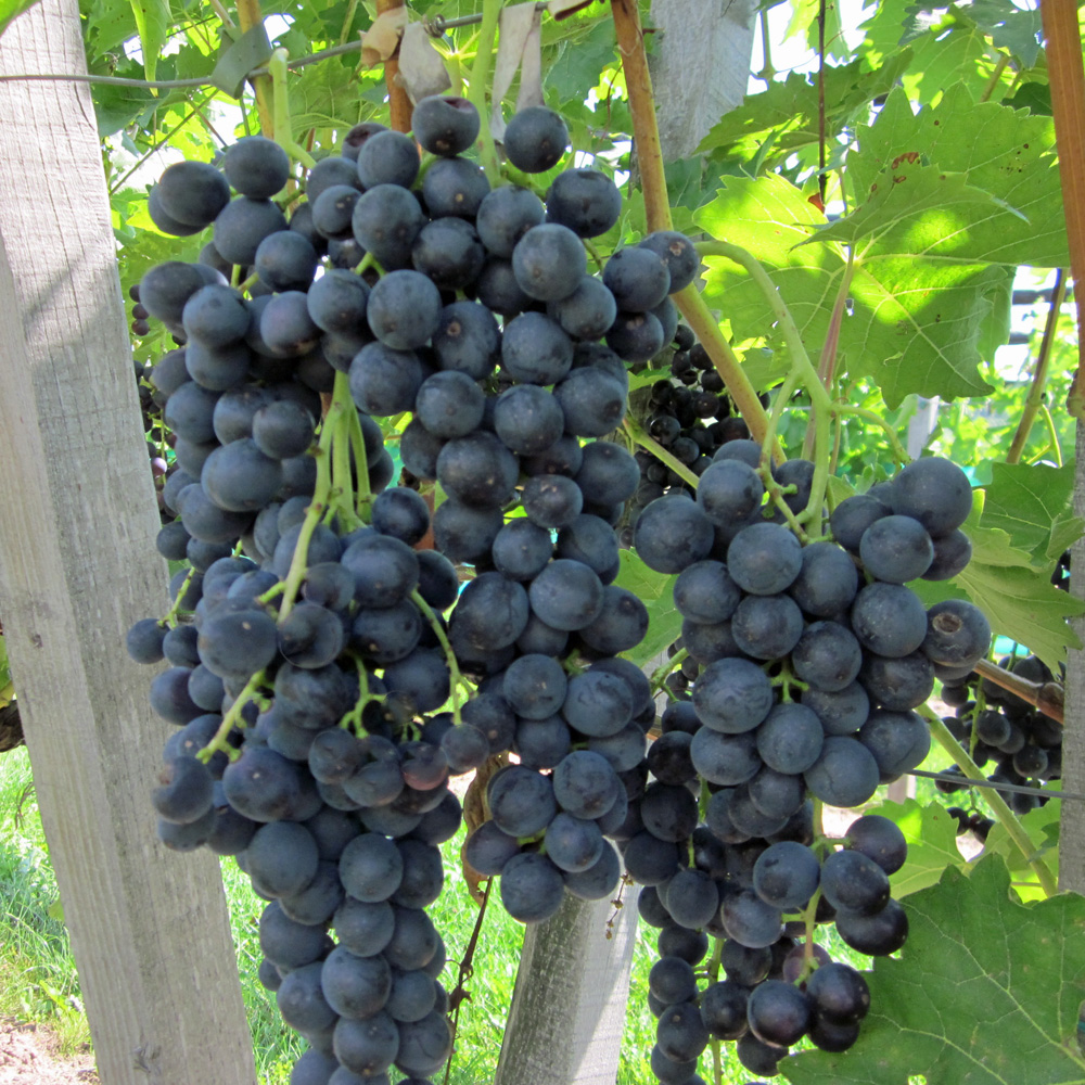 Weinrebe 'New York Muscat'
