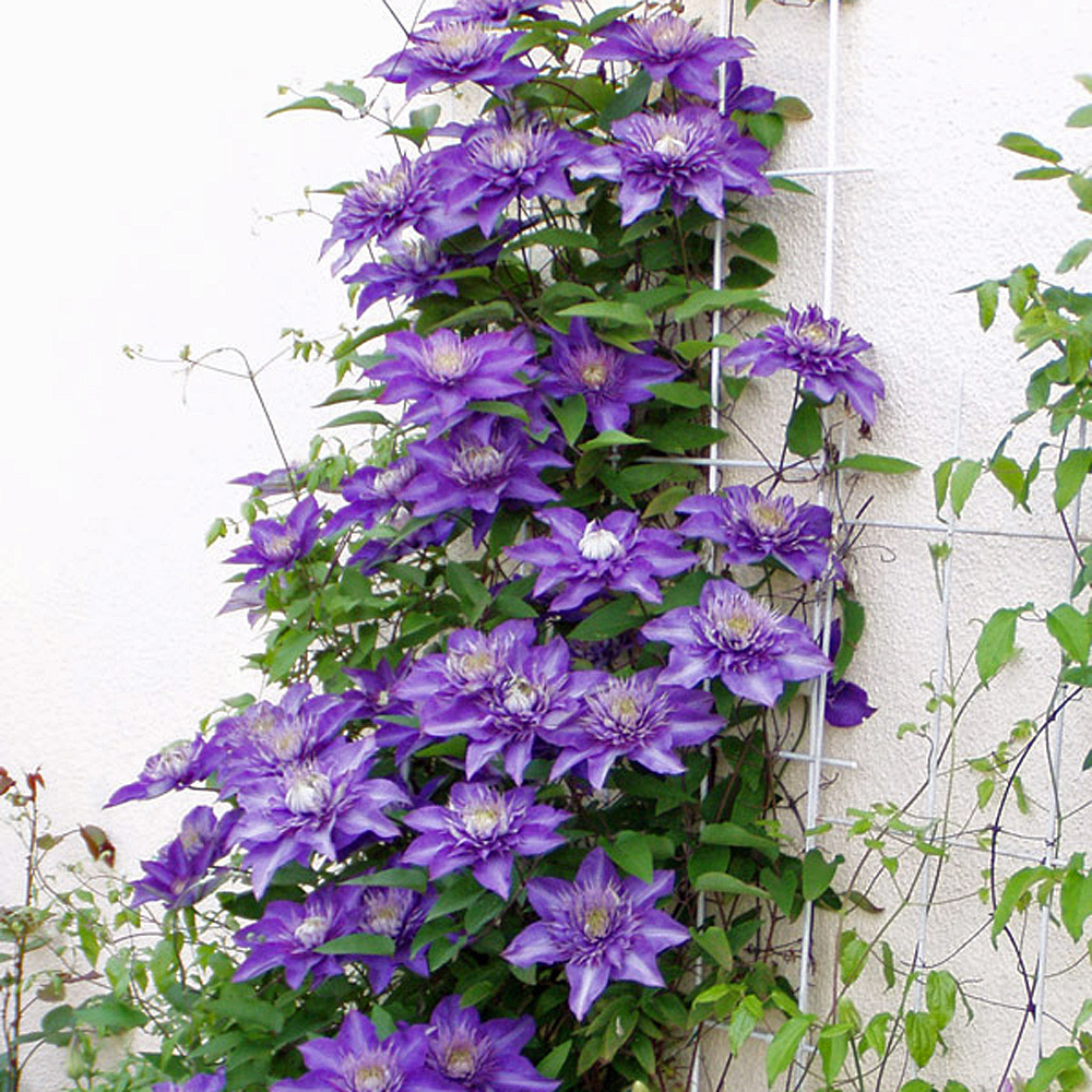 Clematis Multi Blue, Kletterpflanze, Waldrebe