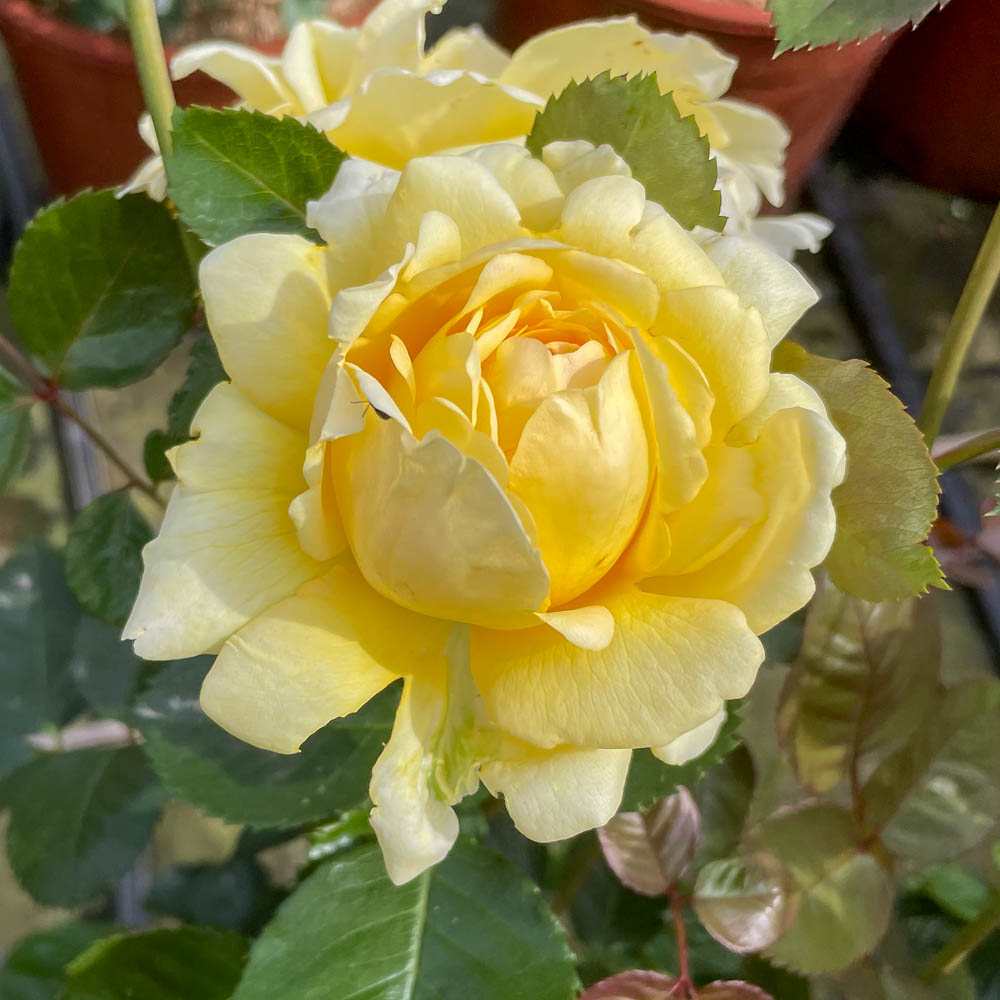 Kletterrose 'Sommergold'