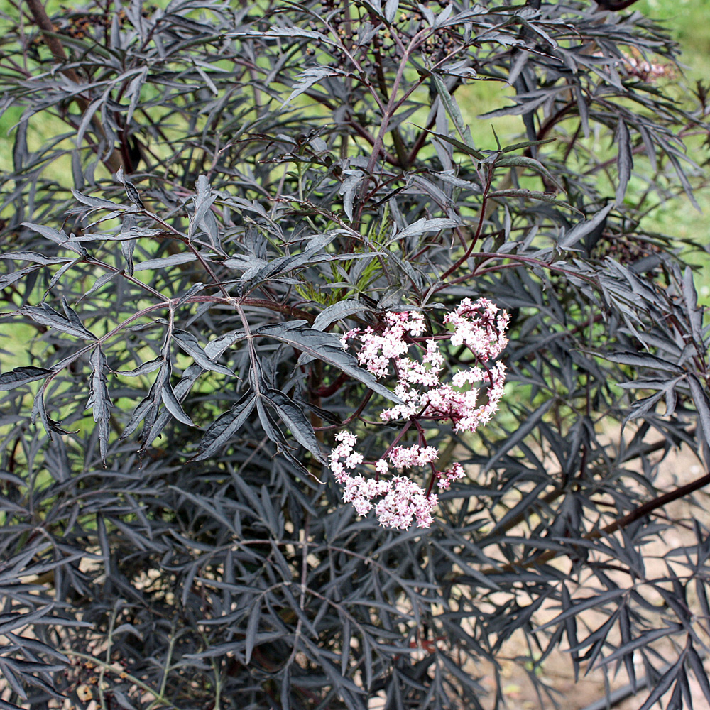 Holunder 'Black Lace' ®