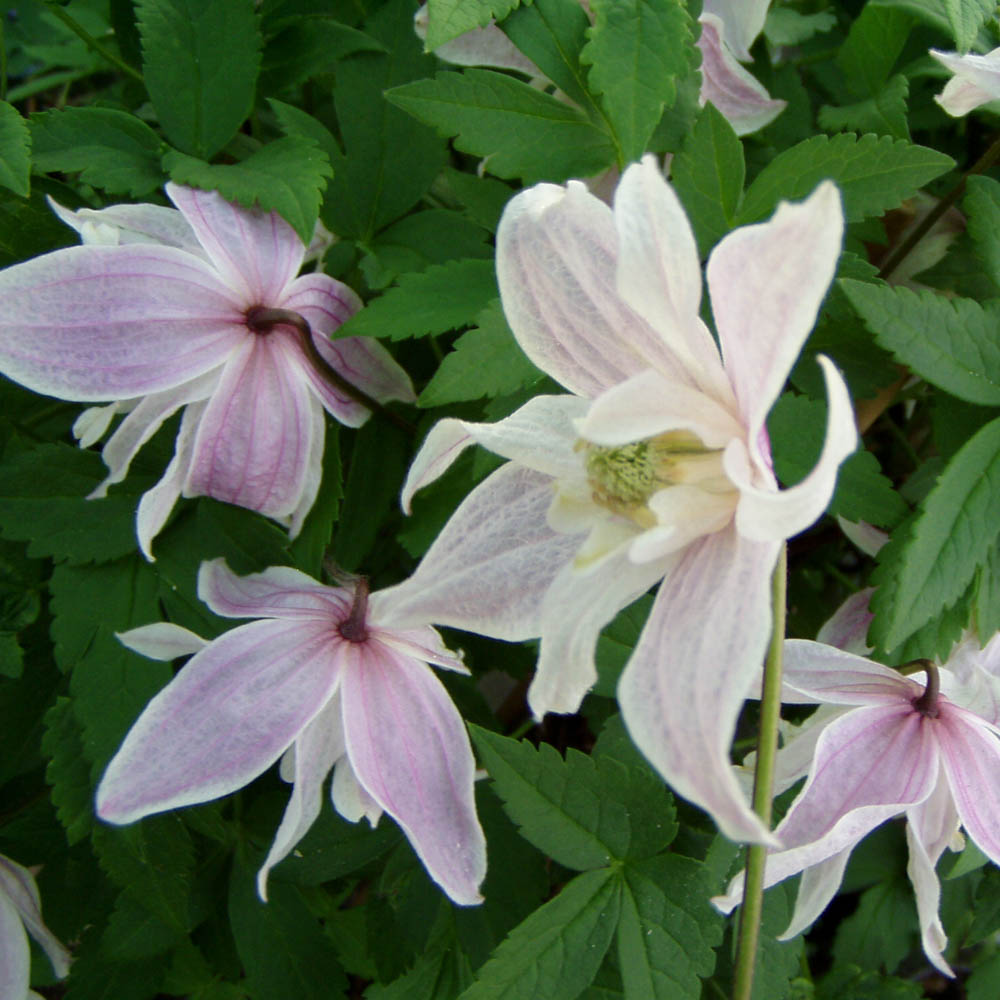Clematis koreana 'Propertius'