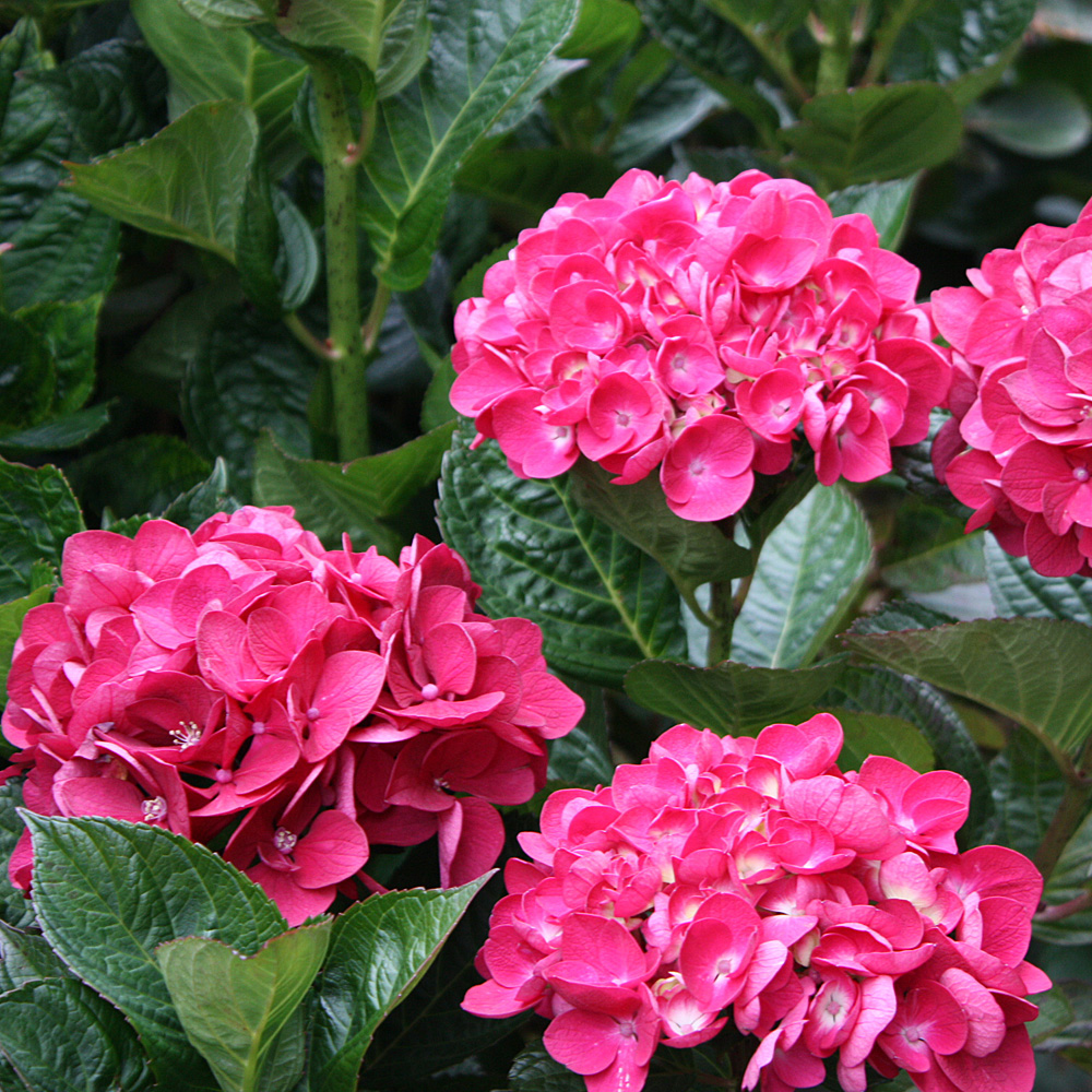 Bauernhortensie Leuchtfeuer, Hydrangea, Hortensie, Blütengehhölz