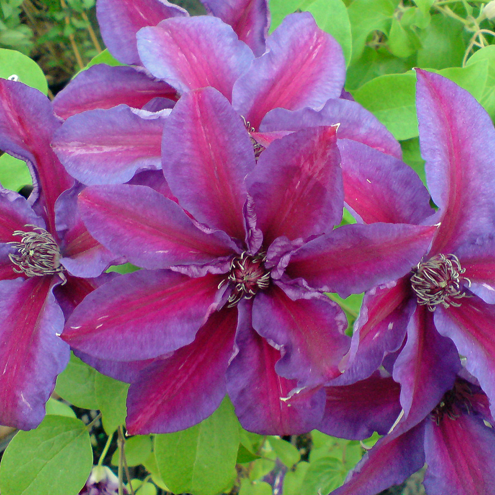 Clematis Mrs. N.Thomson, Kletterpflanze, Waldrebe