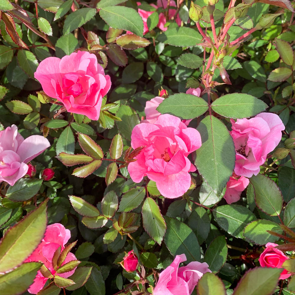 Bodendeckerrose 'Schöne Dortmunderin' ®