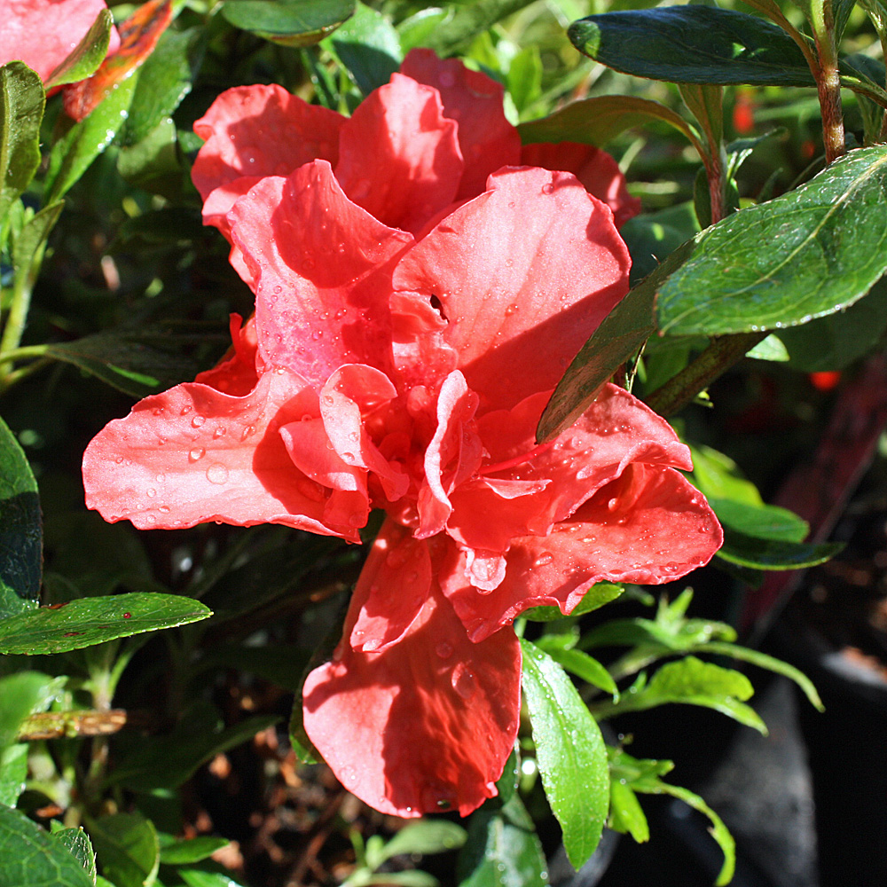 Rhododendron Cherie, Azalee, Moorbeetpflanze, Frühjahrsblüher