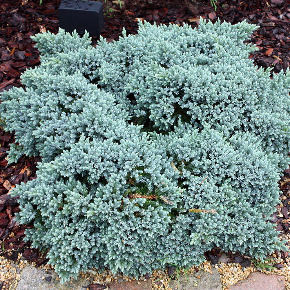 Zwergwacholder Blue Star, immergrünes Nadelgehölz