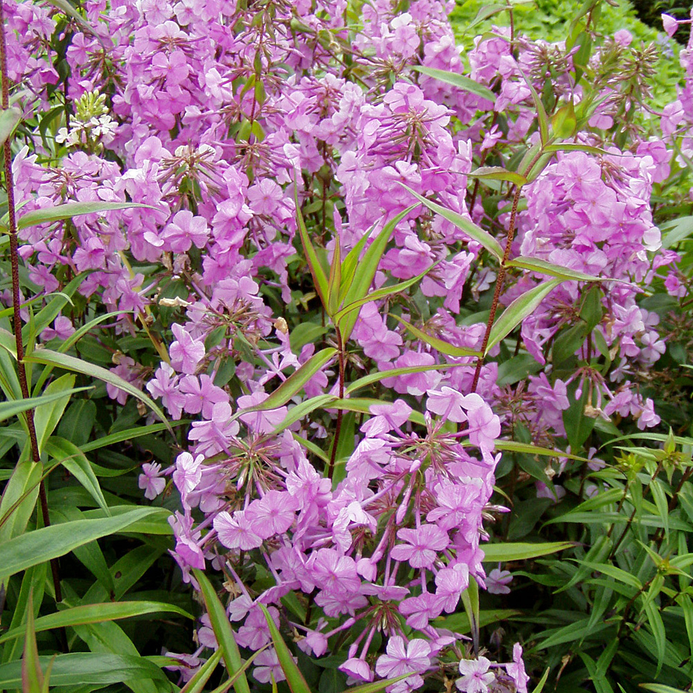 Wiesenphlox Alpha, Phlox, Blütenstaude