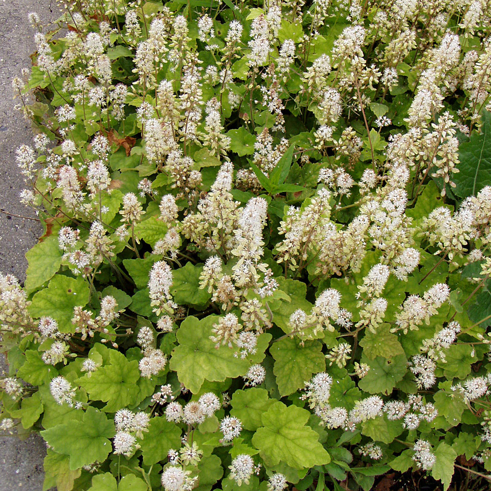 Schaumblüte, Unterbepflanzung