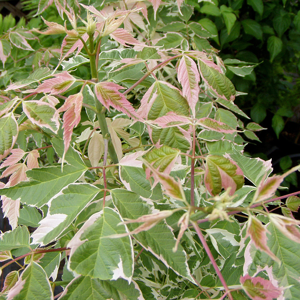 Echenahorn Flamingo, Ahorn, Acer, Baum