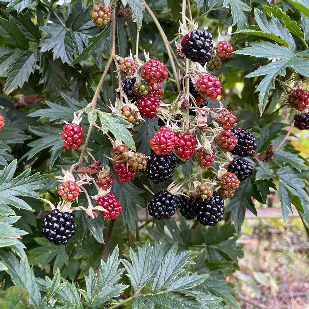 Brombeere 'Oregon Thornless'