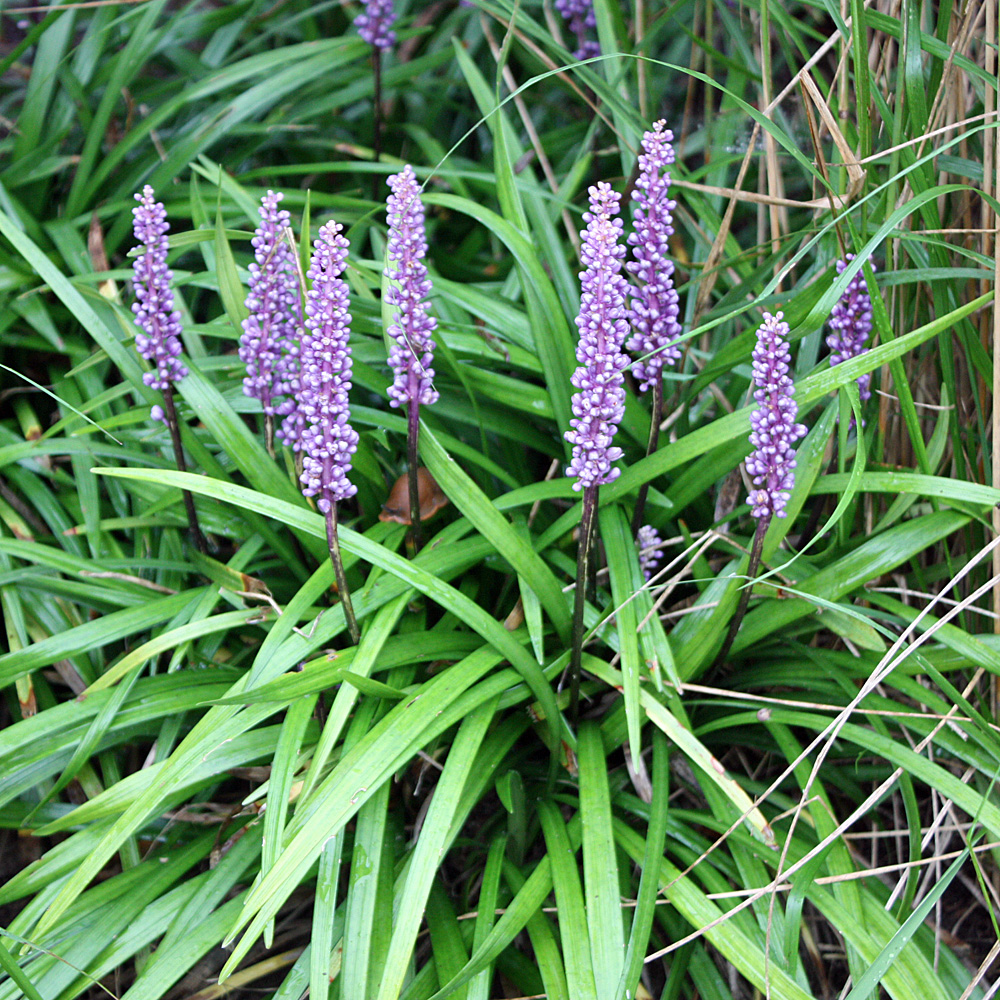 Lilientraube Ingwersen, Schattenpflanzen
