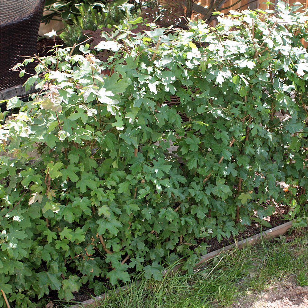 Feldahorn, Acer, Heckenpflanze