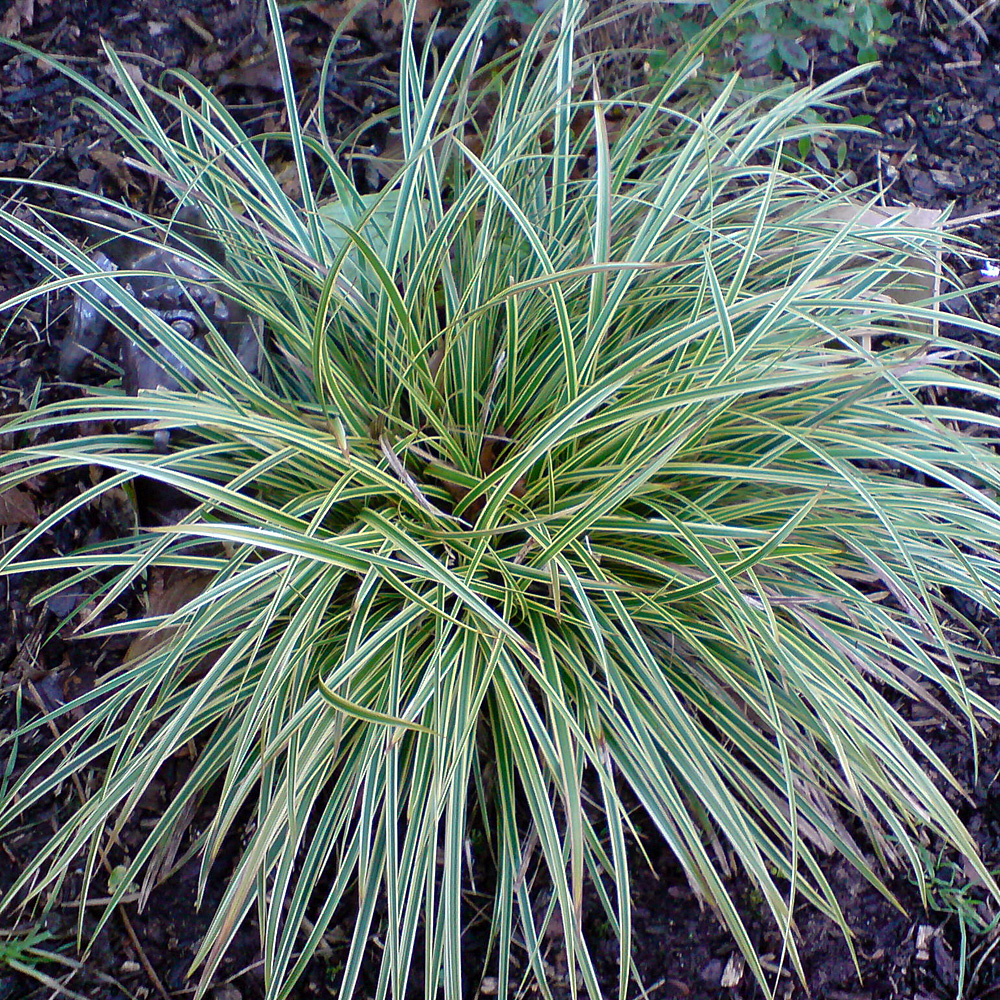 Bunte Japansegge, Carex morrowii Variegata, Ziergras