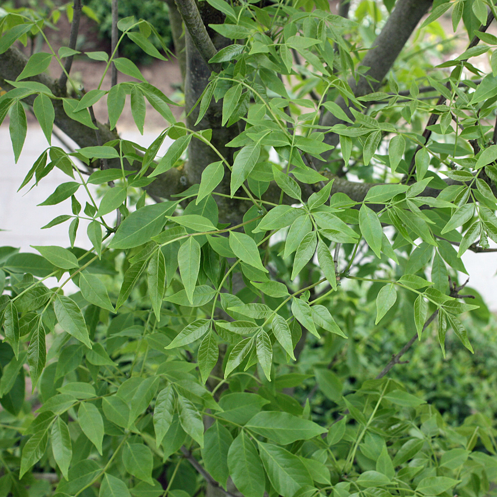 Tausendblütenstrauch, Bienenweide, Baum