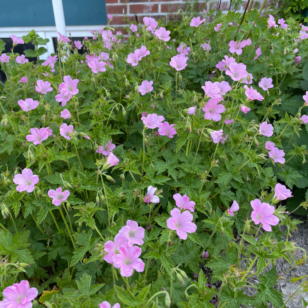 Pyrenäen Storchschnabel 'Rosenlicht'
