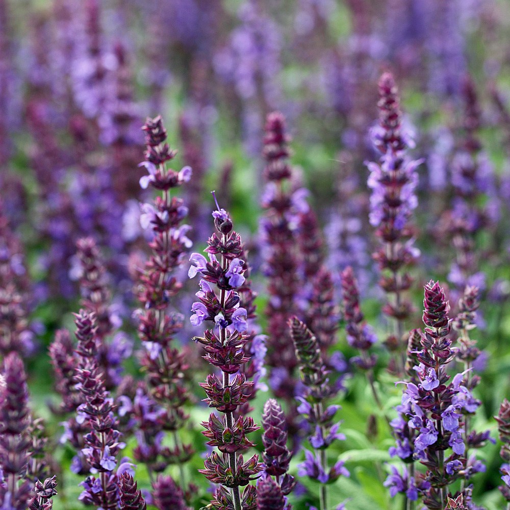Salbei Blaukönigin, Salvia, Bienenfreundlich, Blütenkerzen