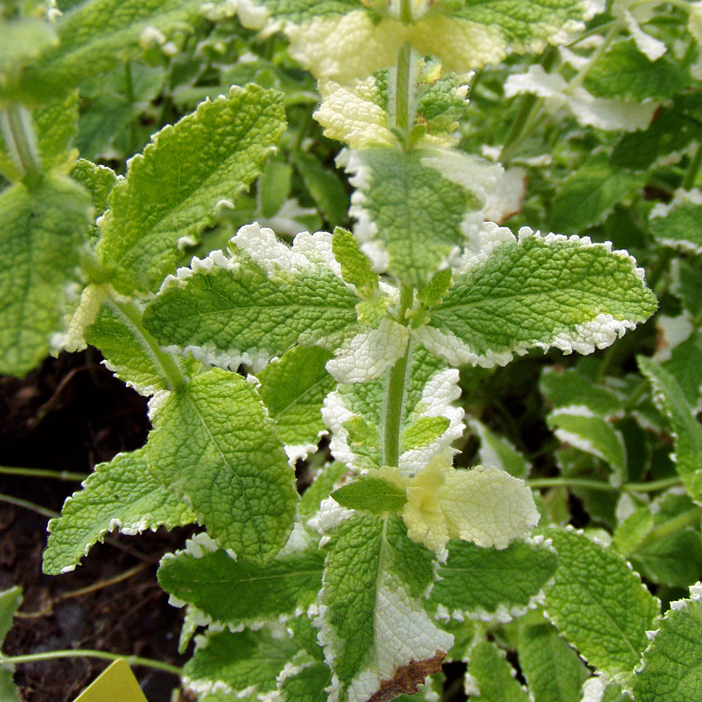 Minze Variegata, Mentha, Teepflanze, Blattschmuck
