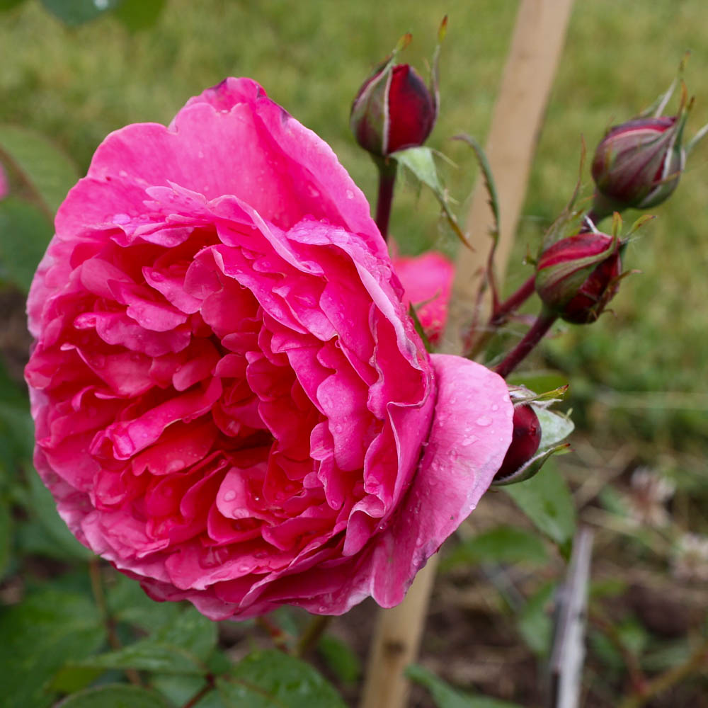 Edelrose 'Elbflorenz' ®