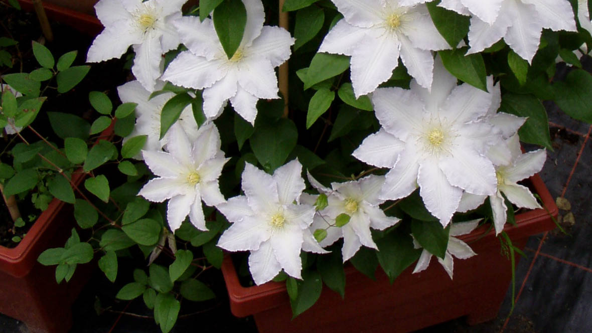 Clematis als Kübelpflanze