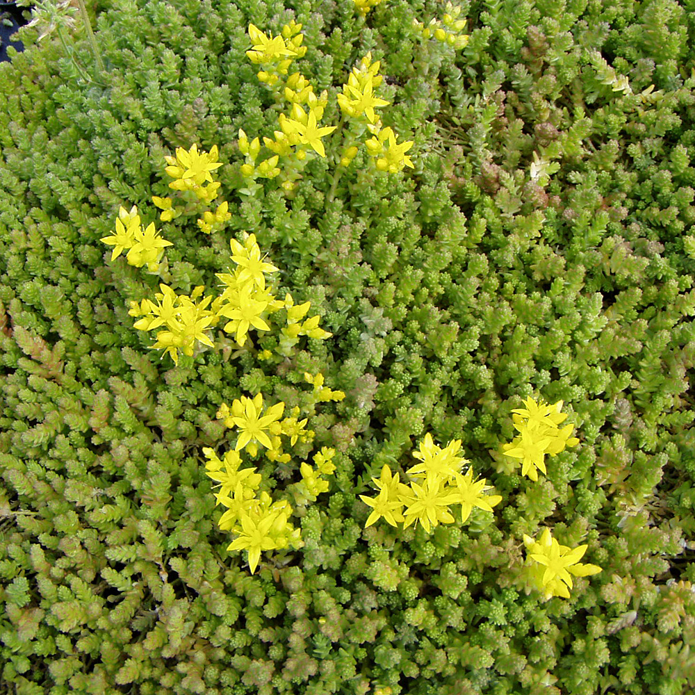 Scharfer Mauerpfeffer