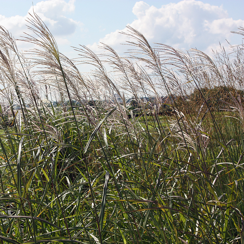 Chinaschilf Silberfeder, Hohes Ziergras mit Herbstfärbung