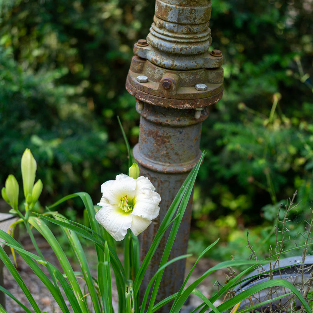 Taglilie White Temptation, Hemerocallis, Beetstaude
