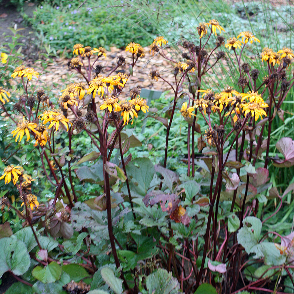 Greiskraut Othello, Liglaria, Prachtstaude