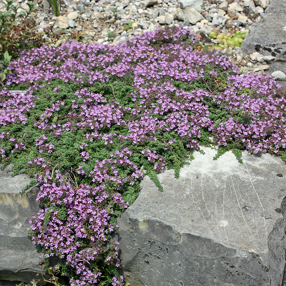 Thymian 'Bamberg Velvet'